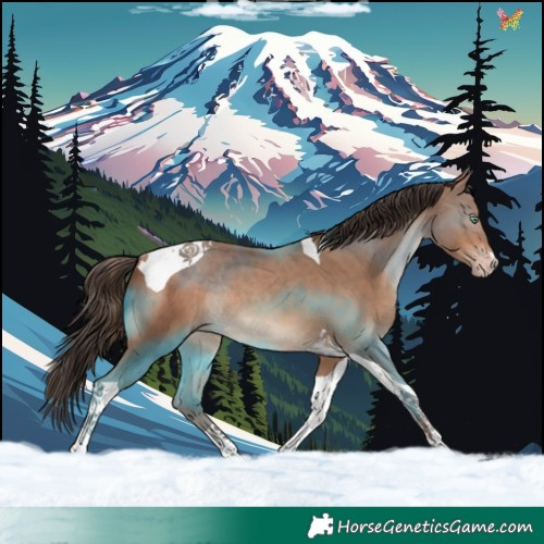 Horse Color:Amber Champagne Tobiano Rabicano 