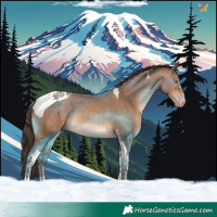 Horse Color:Amber Champagne Tobiano Rabicano 