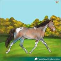 Horse Color:Amber Champagne Tobiano Rabicano