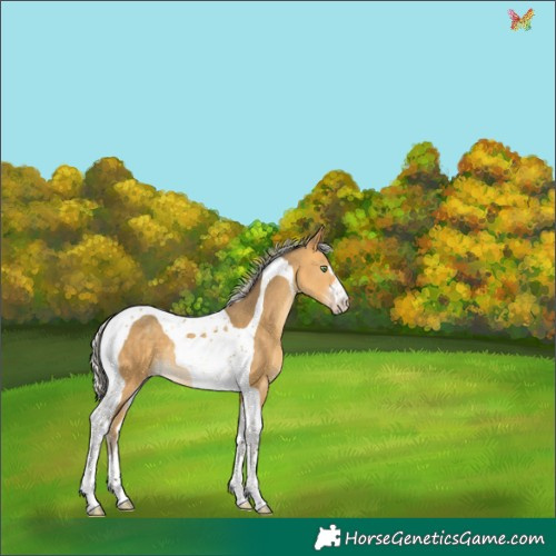 Horse Color:Silver Amber Cream Champagne Tobiano 