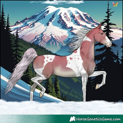 Horse Color:Silver Amber Champagne Tobiano 