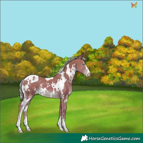 Horse Color:White Spotted Silver Amber Champagne 