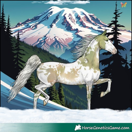 Horse Color:Watercolor White Spotted Silver Sable Champagne Splash Tobiano Rabicano 