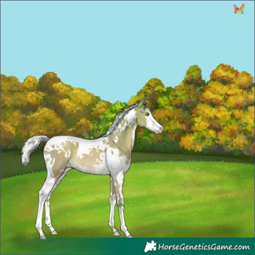 Horse Color:Watercolor White Spotted Silver Sable Champagne Splash Tobiano Rabicano 