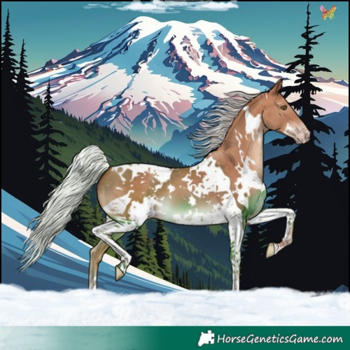 Horse Color:White Spotted Silver Sable Champagne Tobiano 