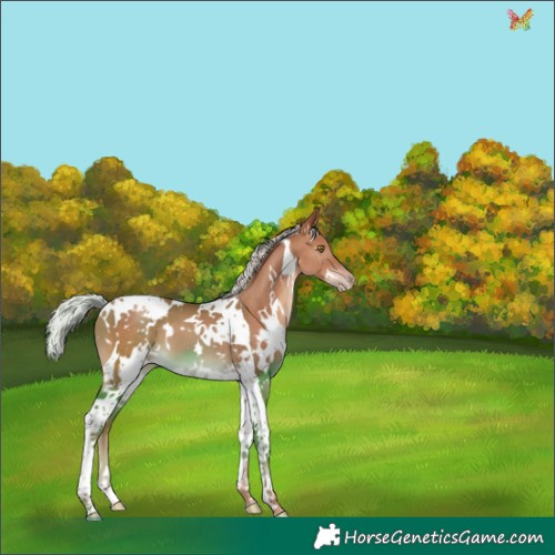 Horse Color:White Spotted Silver Sable Champagne Tobiano 