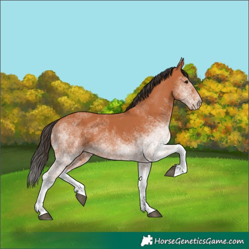 Horse Color:White Spotted Bay 
