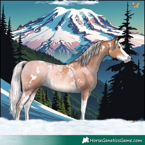 Horse Color:White Spotted Silver Sable Champagne Splash Rabicano 