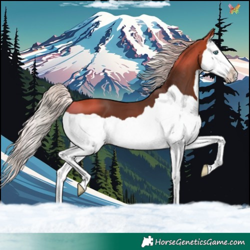 Horse Color:Silver Bay Splash 