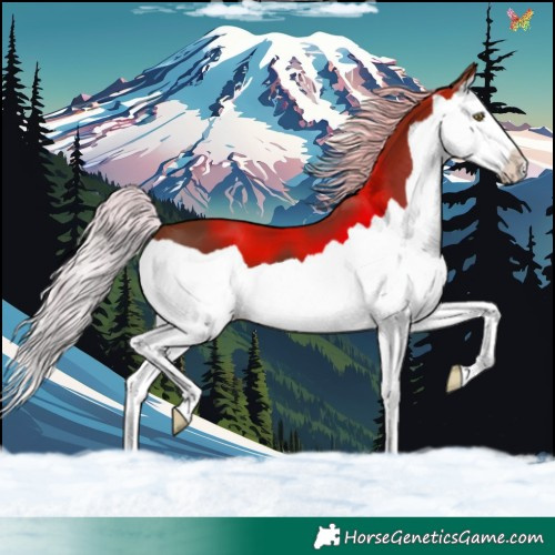 Horse Color:Silver Bay Splash 