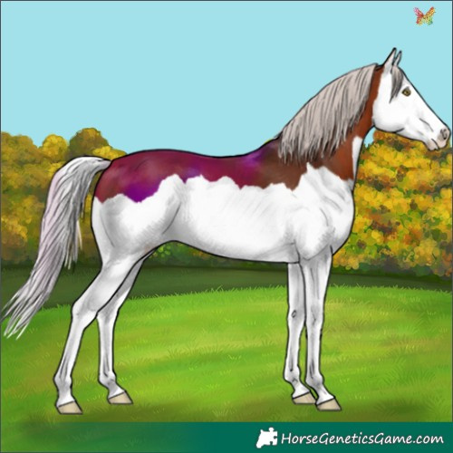 Horse Color:Silver Brown Splash