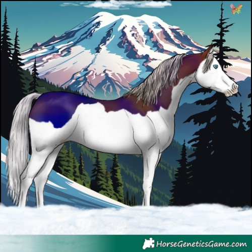 Horse Color:Silver Brown Splash 