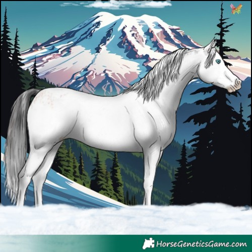 Horse Color:White Spotted Brown Splash 