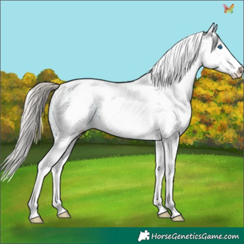 Horse Color:White Spotted Silver Brown Splash