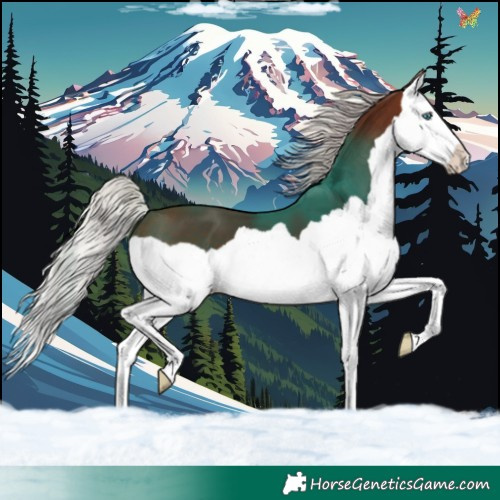 Horse Color:Silver Brown Splash 