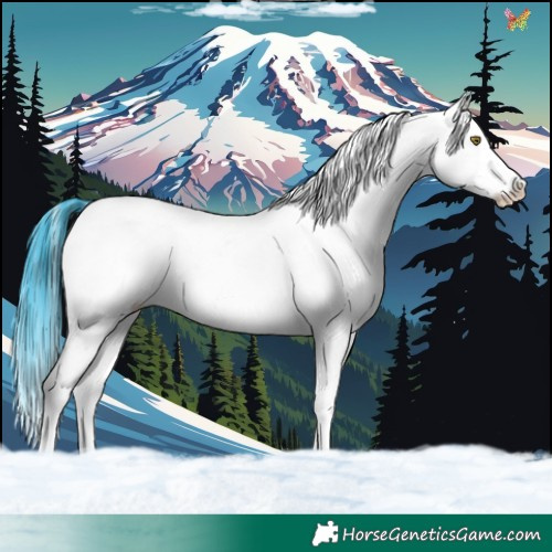 Horse Color:White Spotted Brown Splash 