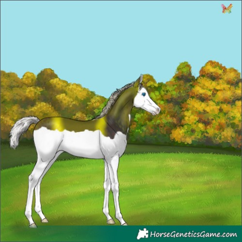 Horse Color:Silver Brown Splash 