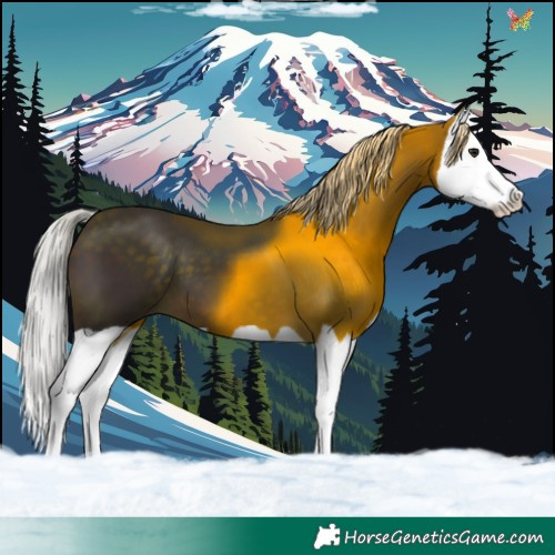Horse Color:Silver Brown Splash 