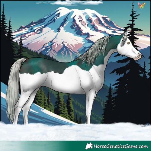 Horse Color:Silver Brown Splash 