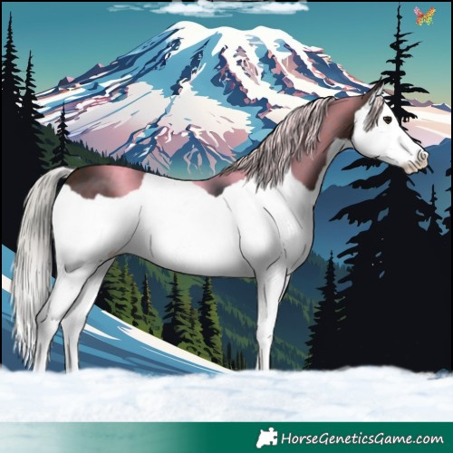 Horse Color:Silver Brown Splash 
