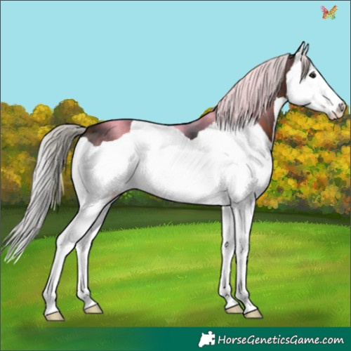 Horse Color:Silver Brown Splash 