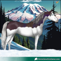 Horse Color:Silver Brown Splash
