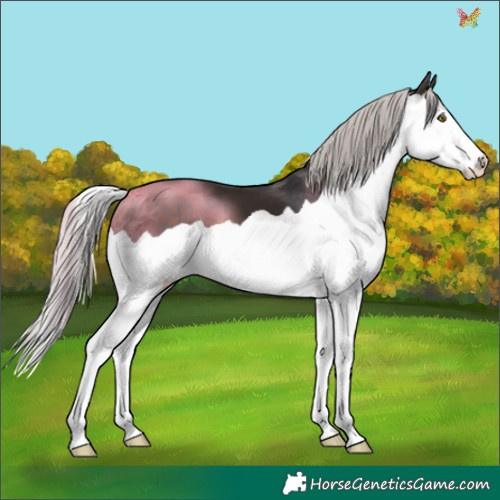 Horse Color:Silver Brown Splash 
