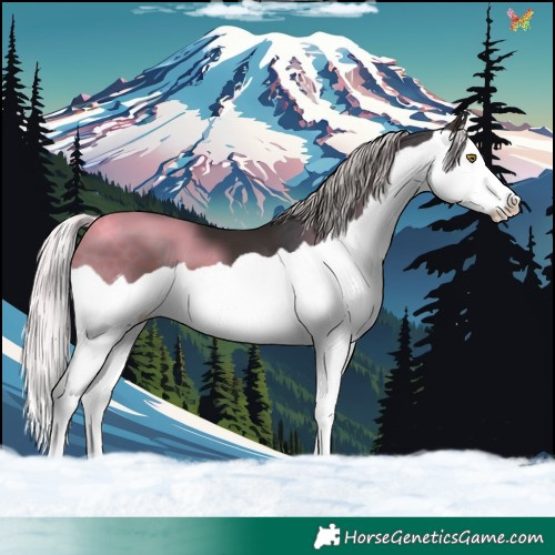 Horse Color:Silver Brown Splash 