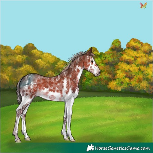 Horse Color:Chocolate Palomino Sabino Splash 