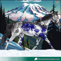 Horse Color:Smoky Black Sabino Splash