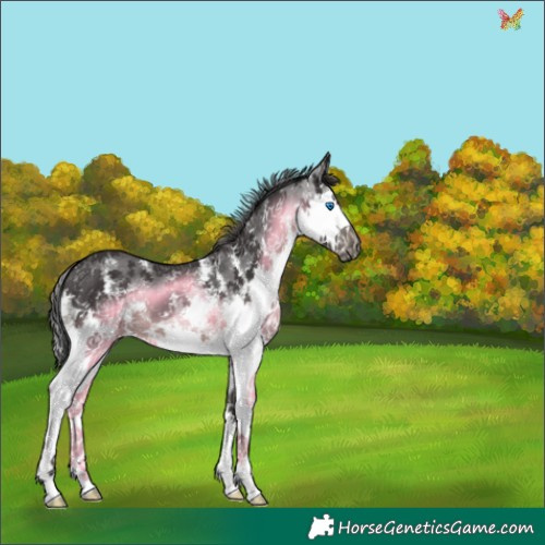 Horse Color:Smoky Black Sabino Splash 