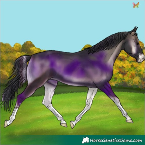 Horse Color:Blue Onyx 