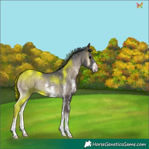 Horse Color:Blue Onyx Sabino 