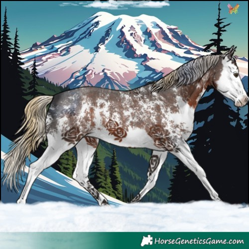 Horse Color:Liver Chestnut Sabino Splash