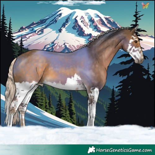 Horse Color:Chocolate Palomino Splash 