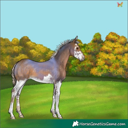 Horse Color:Chocolate Palomino Splash 