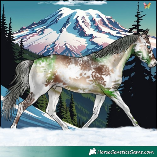 Horse Color:Liver Red Onyx Sabino Splash 