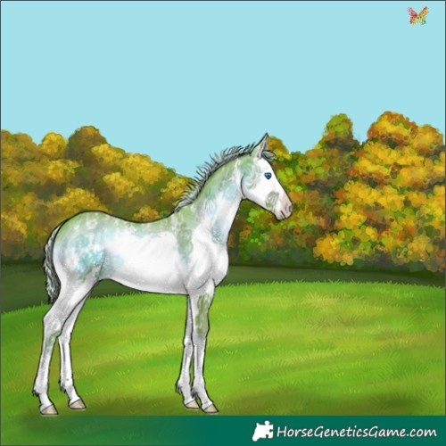 Horse Color:Watercolor Chocolate Palomino Onyx Sabino Splash 