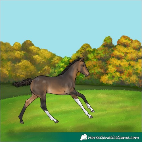 Horse Color:Buckskin Tobiano 