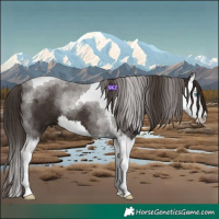 Horse Color:Liver Chestnut Splash Tobiano