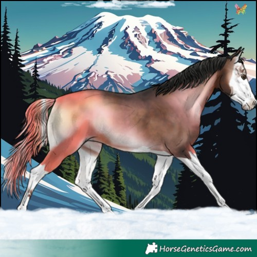 Horse Color:Liver Red Onyx Splash 