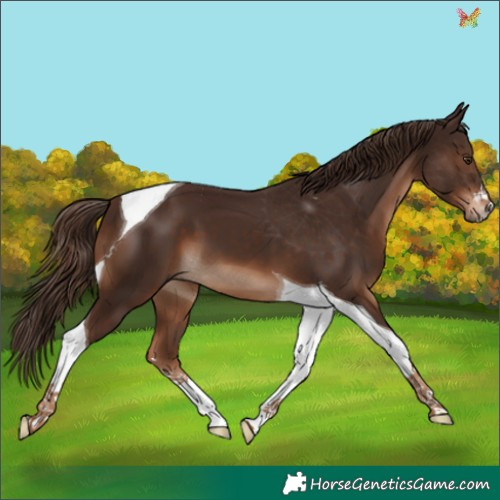 Horse Color:Liver Chestnut Tobiano 