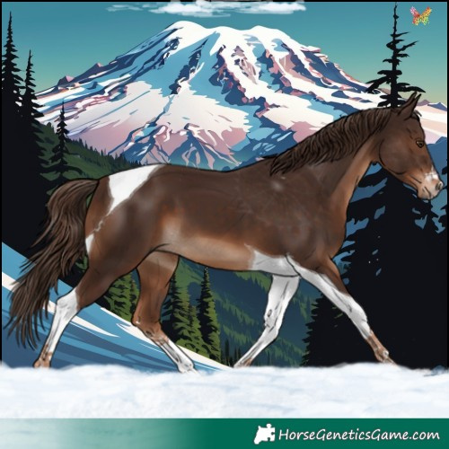 Horse Color:Liver Chestnut Tobiano 