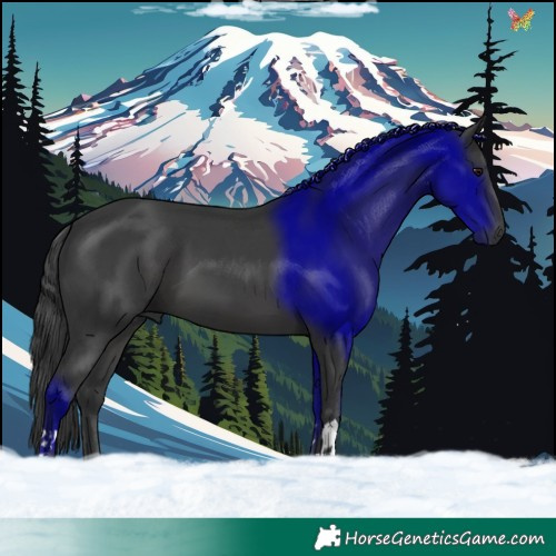 Horse Color:Black 
