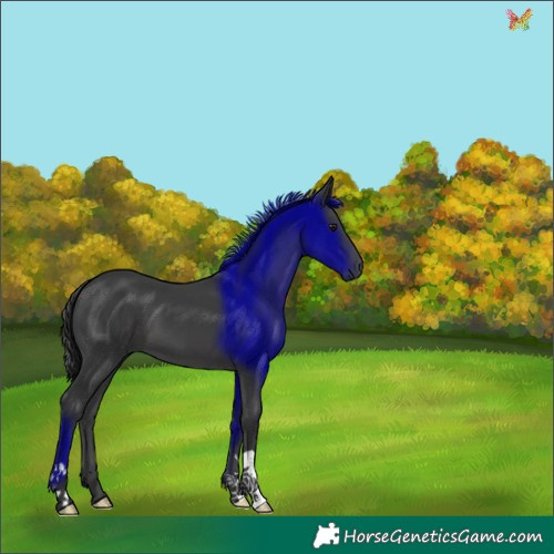 Horse Color:Black 