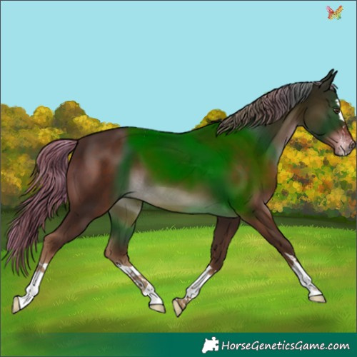 Horse Color:Liver Chestnut