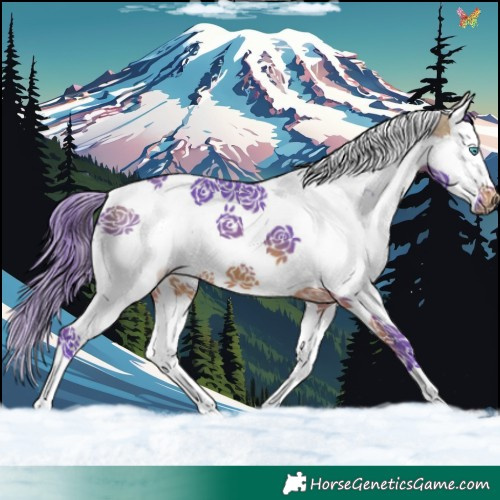 Horse Color:Watercolor Buckskin Splash Tobiano 