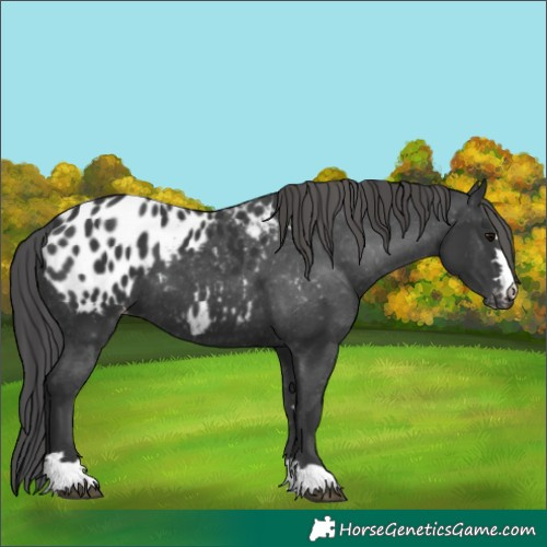 Horse Color:Black Blanket