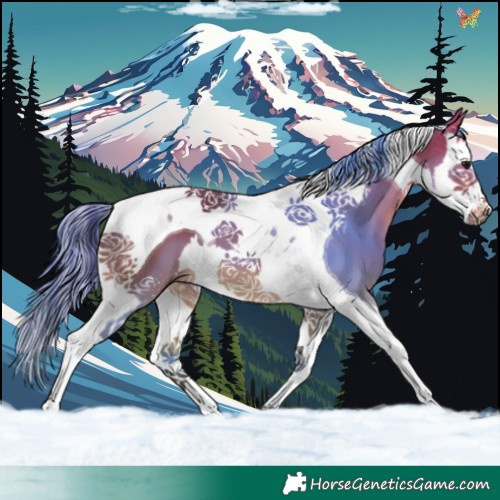 Horse Color:Buckskin Splash Tobiano 