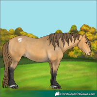 Horse Color:Buckskin Varnish 